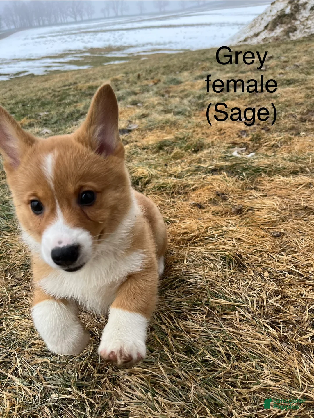 Welsh Corgi Pembroke dogs for sale: Welsh Corgi Pembroke Puppy 4 - Ad 1