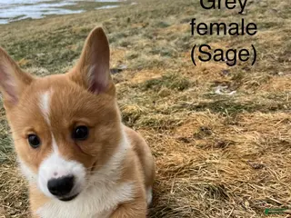 Welsh Corgi Pembroke dogs Welsh Corgi Pembroke Puppy 4 - Ad 4