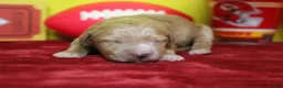 Goldendoodle dogs for sale: Blaze  - Ad 2