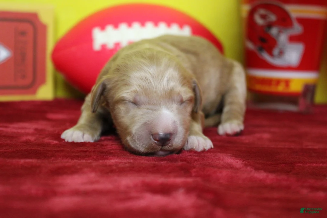 Goldendoodle dogs for sale: Blaze  - Ad 2
