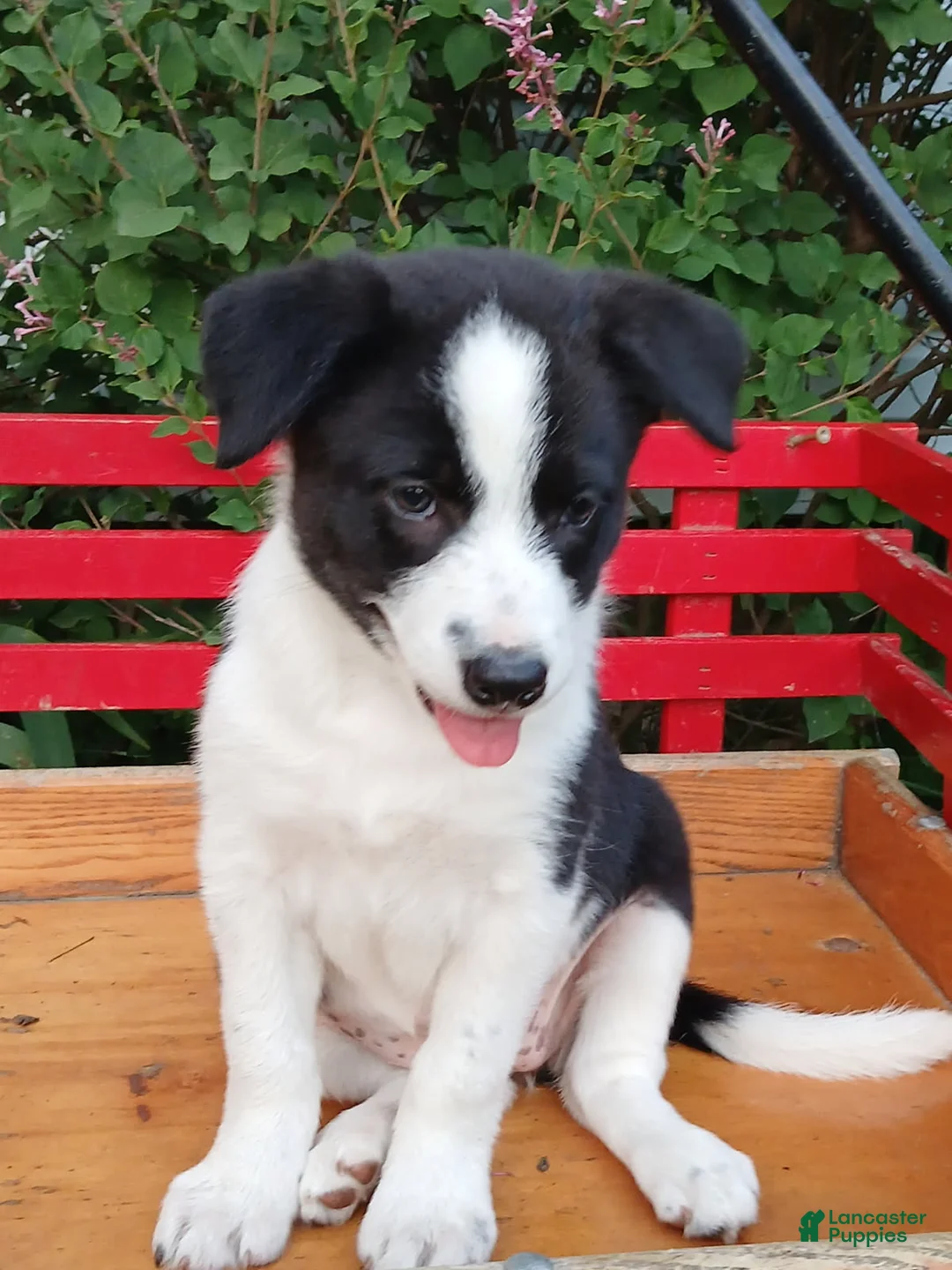 Border Collie dogs for sale: Queen - Ad 2