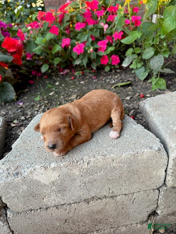 Cavapoo dogs Girl 3 - Ad 1