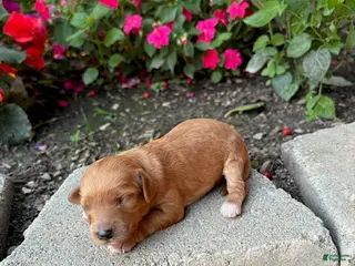 Cavapoo dogs for sale: Girl 3 - Ad 2