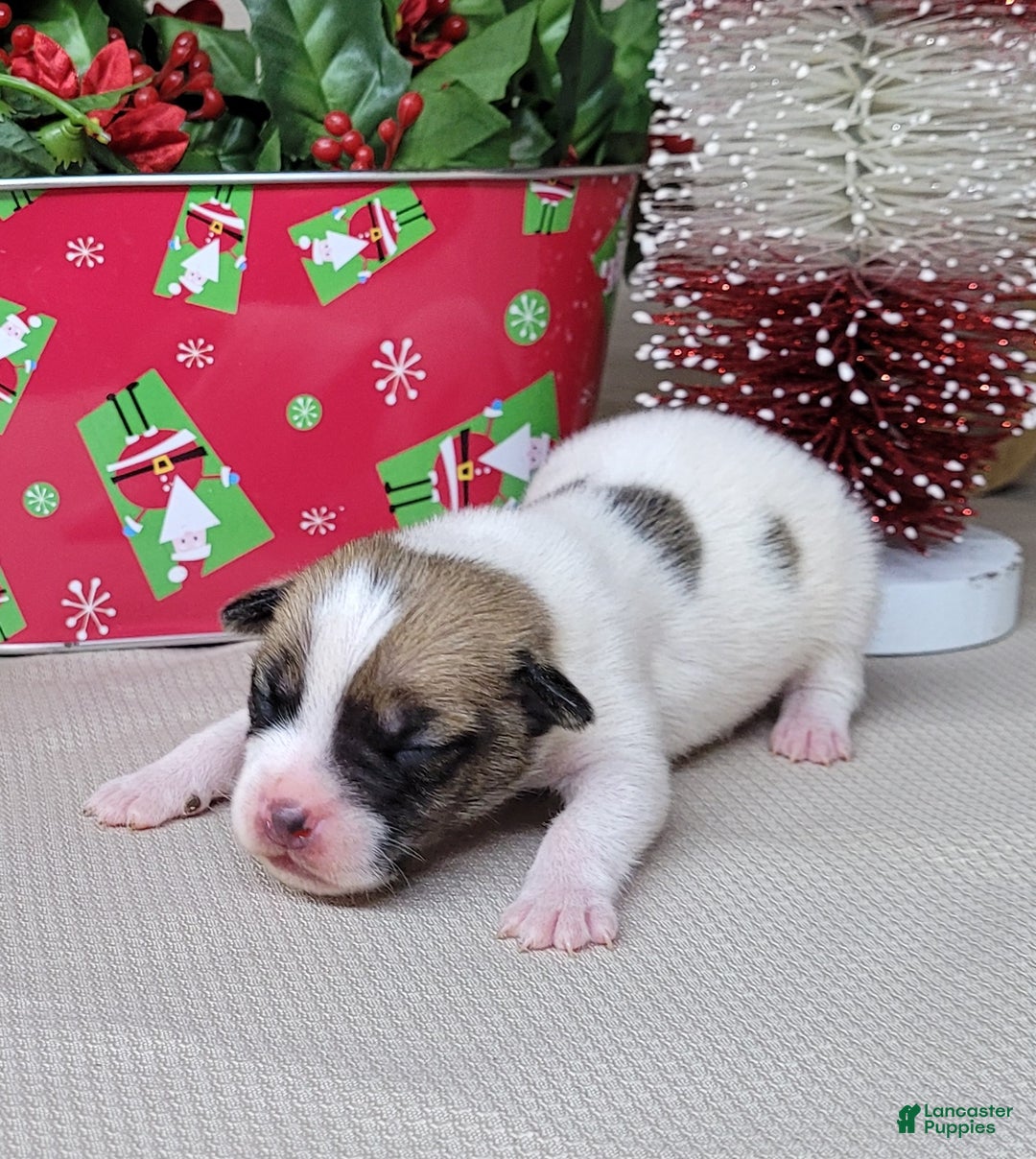 Jack Russell Terrier dogs for sale: Westfork's TORQ - Ad 6