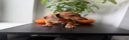 Dachshund dogs for sale: Baxter - Ad 2