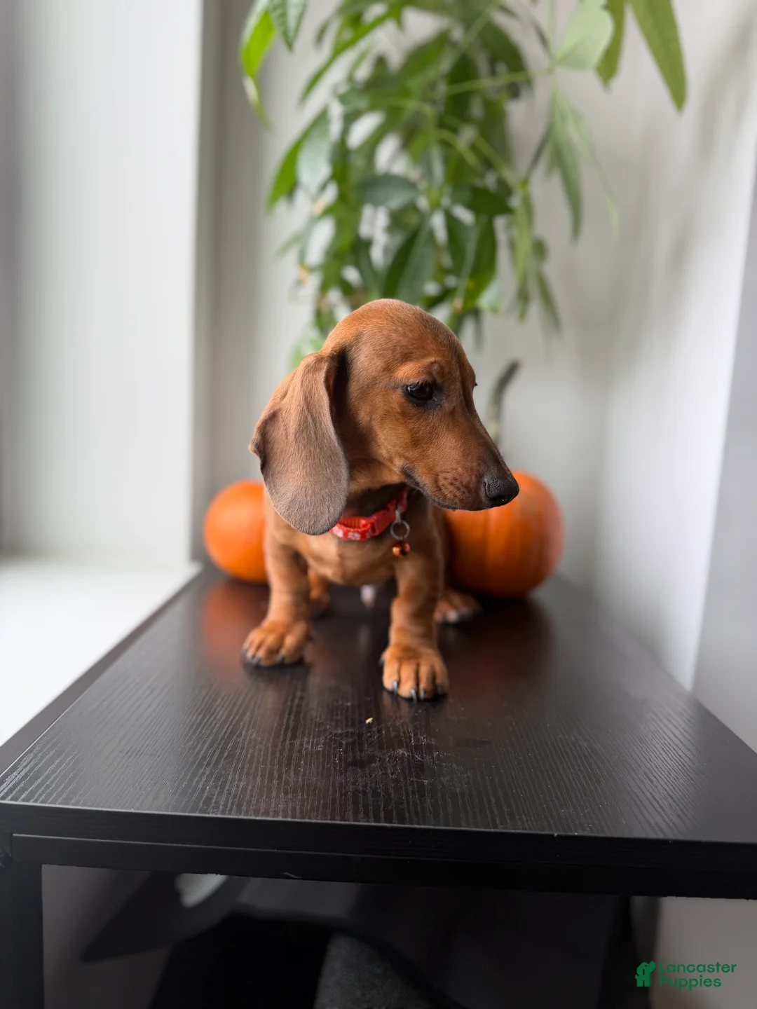 Dachshund dogs for sale: Baxter - Ad 2