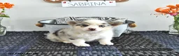 Mixed Breed dogs for sale: Sabrina - Ad 3