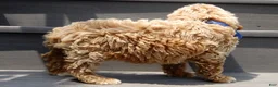 Mini Goldendoodle dogs for sale: Leo - Ad 6