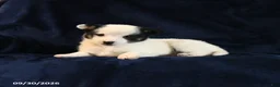 Mixed Breed dogs for sale: Sosha - Ad 5