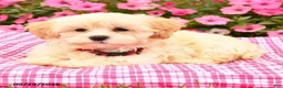 Maltipoo dogs for sale: Otis - Ad 3