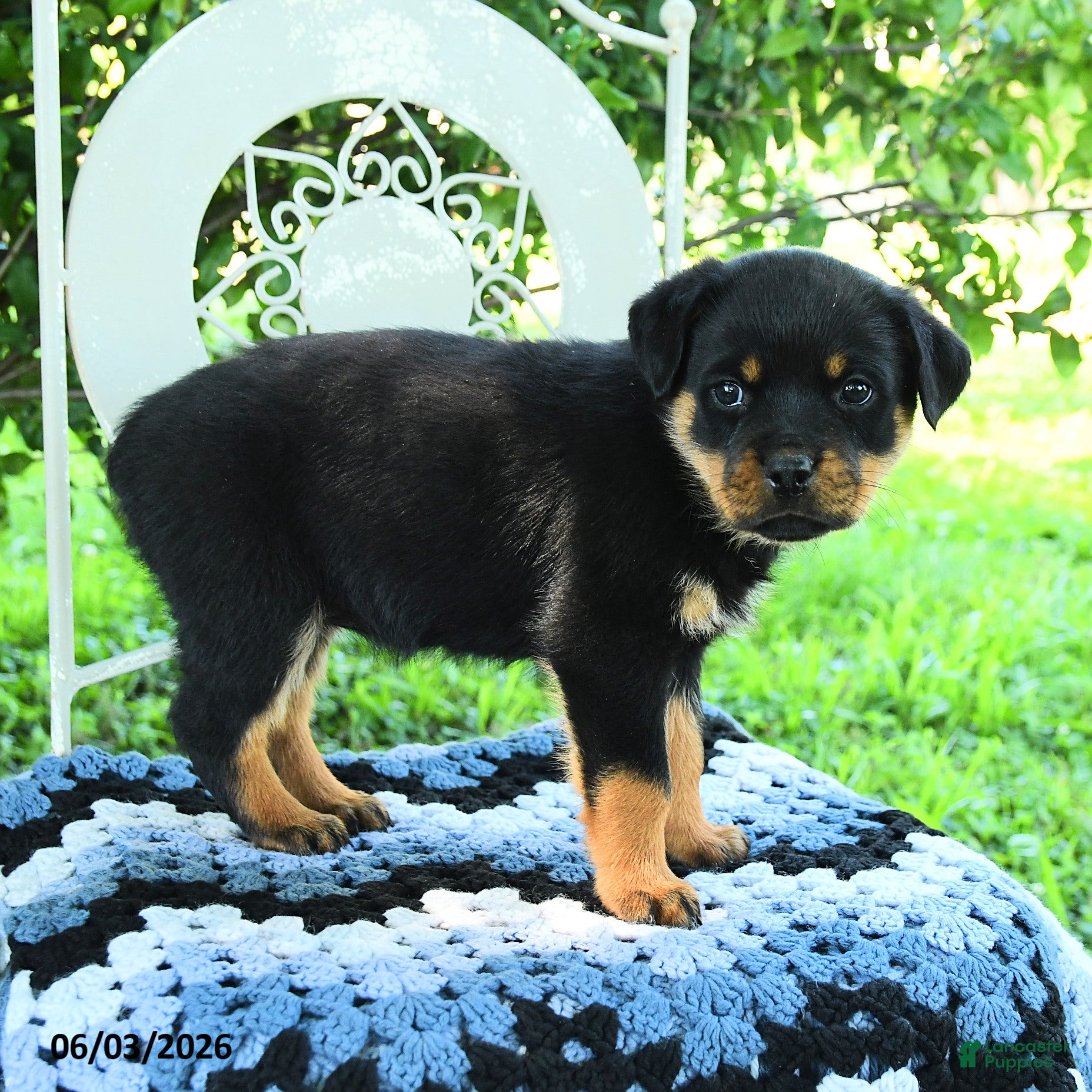 Rottweiler dogs for sale: Jade - Ad 2