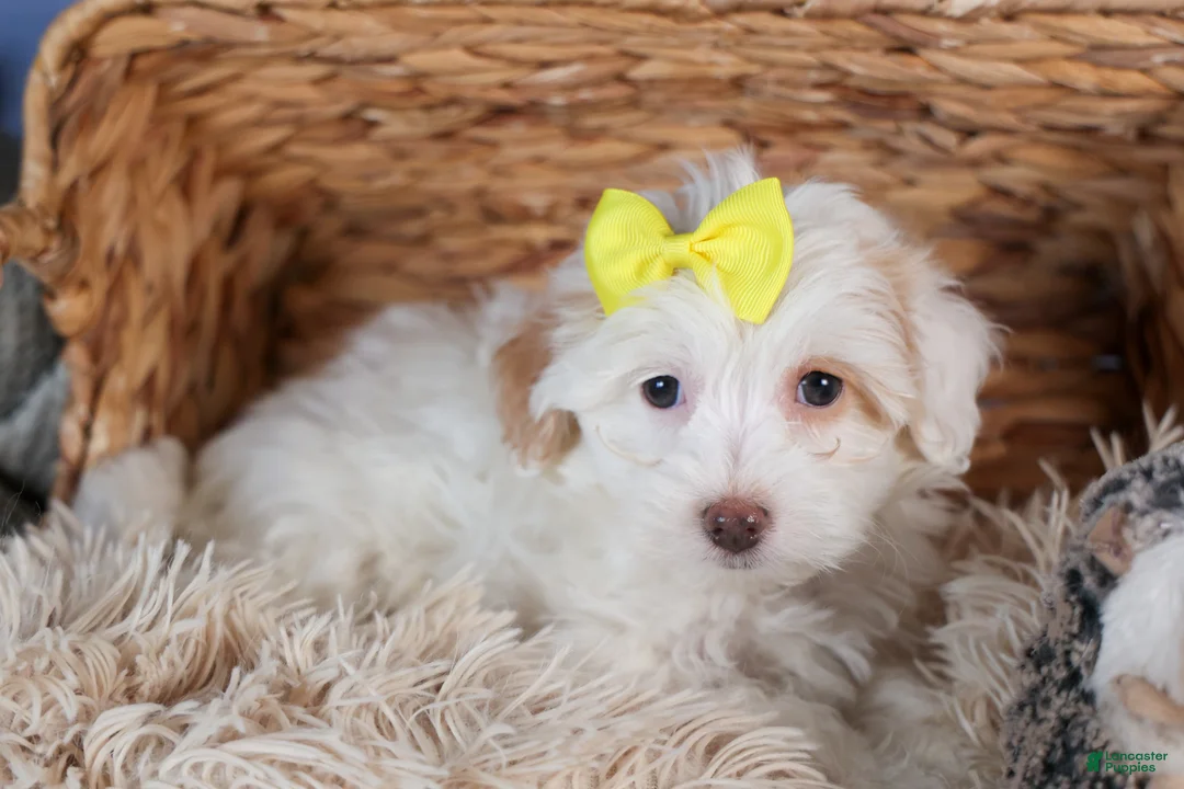 Havapoo dogs for sale: FRANNY - Ad 5