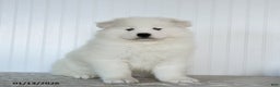 Samoyed dogs for sale: Pearl - Ad 4