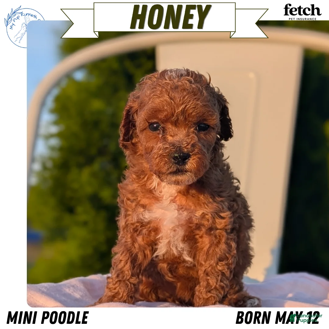 Miniature Poodle dogs for sale: Honey - Ad 1
