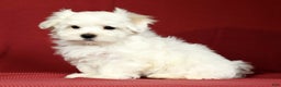 Maltese dogs for sale: Mason - Ad 3