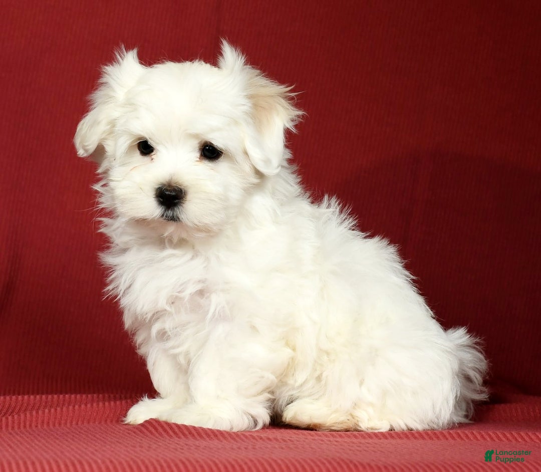 Maltese dogs for sale: Mason - Ad 3