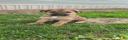 German Shepherd dogs for sale: German Shepherd Puppy 1 - Ad 3
