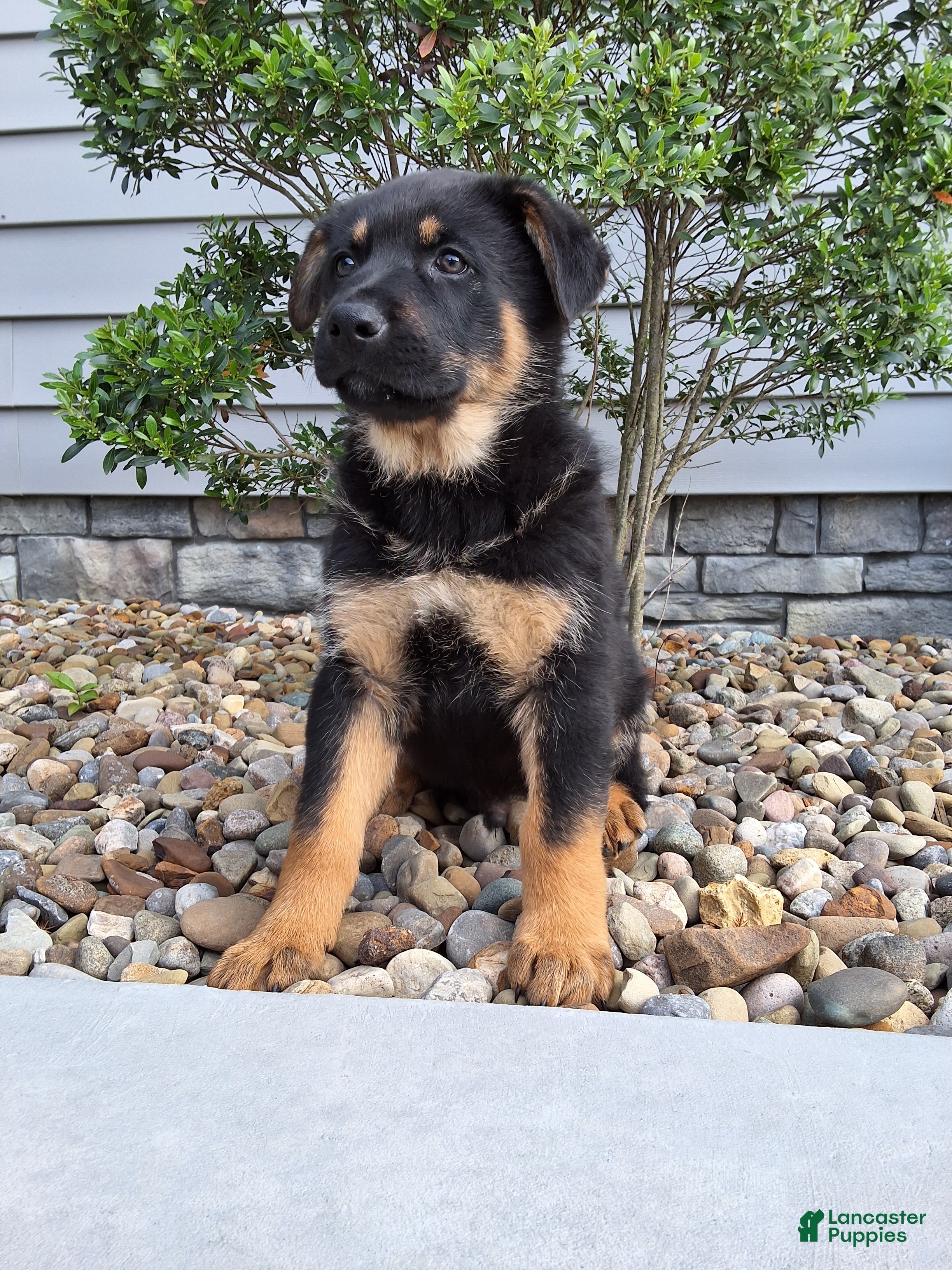 German Shepherd dogs Almanzo - Ad 2