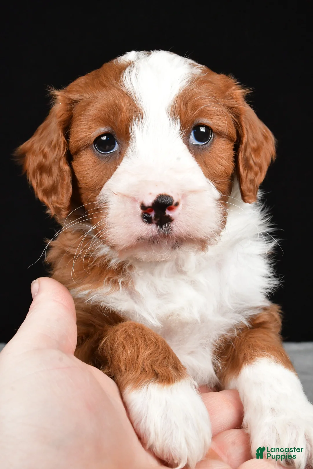 Mini Goldendoodle dogs for sale: Blaze - Ad 3