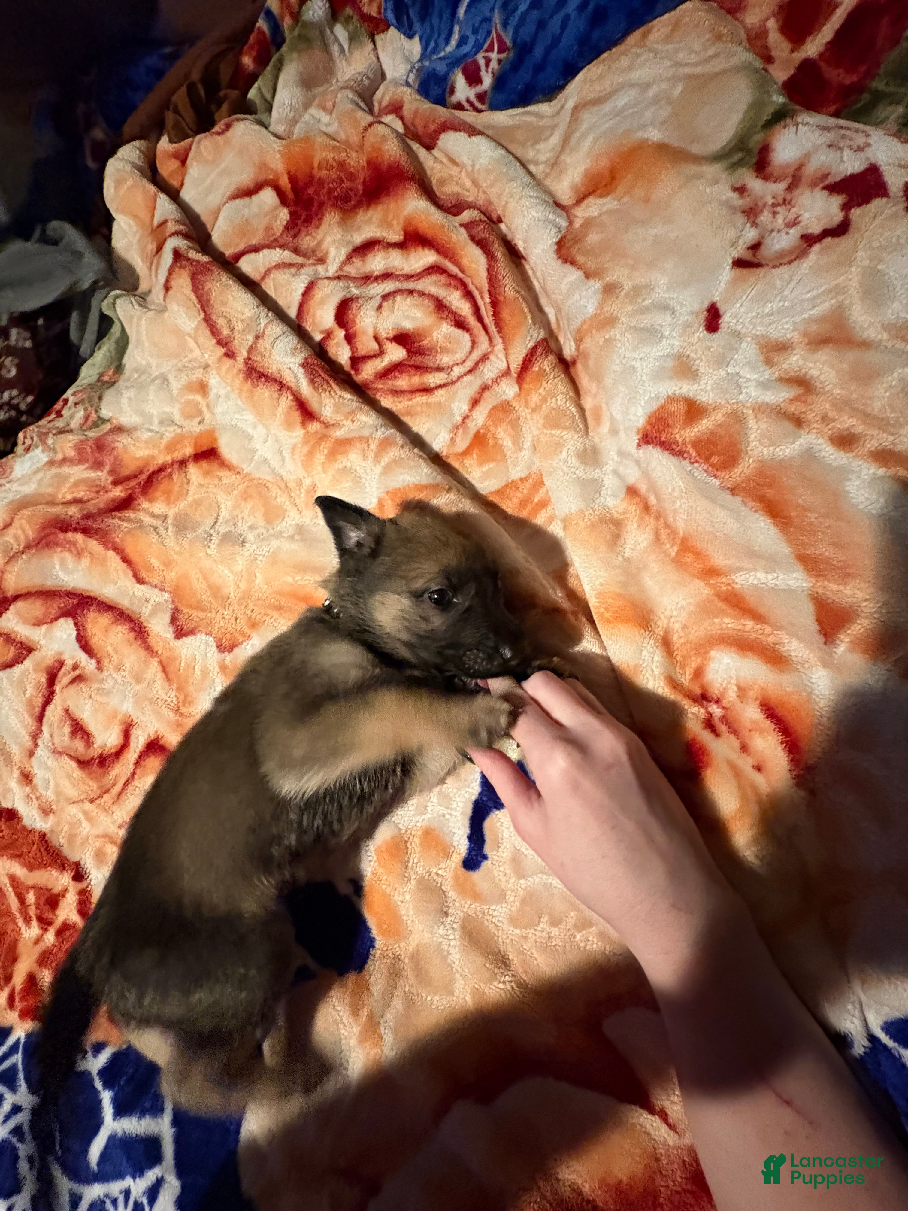 Mixed Breed dogs Onyx - Ad 1