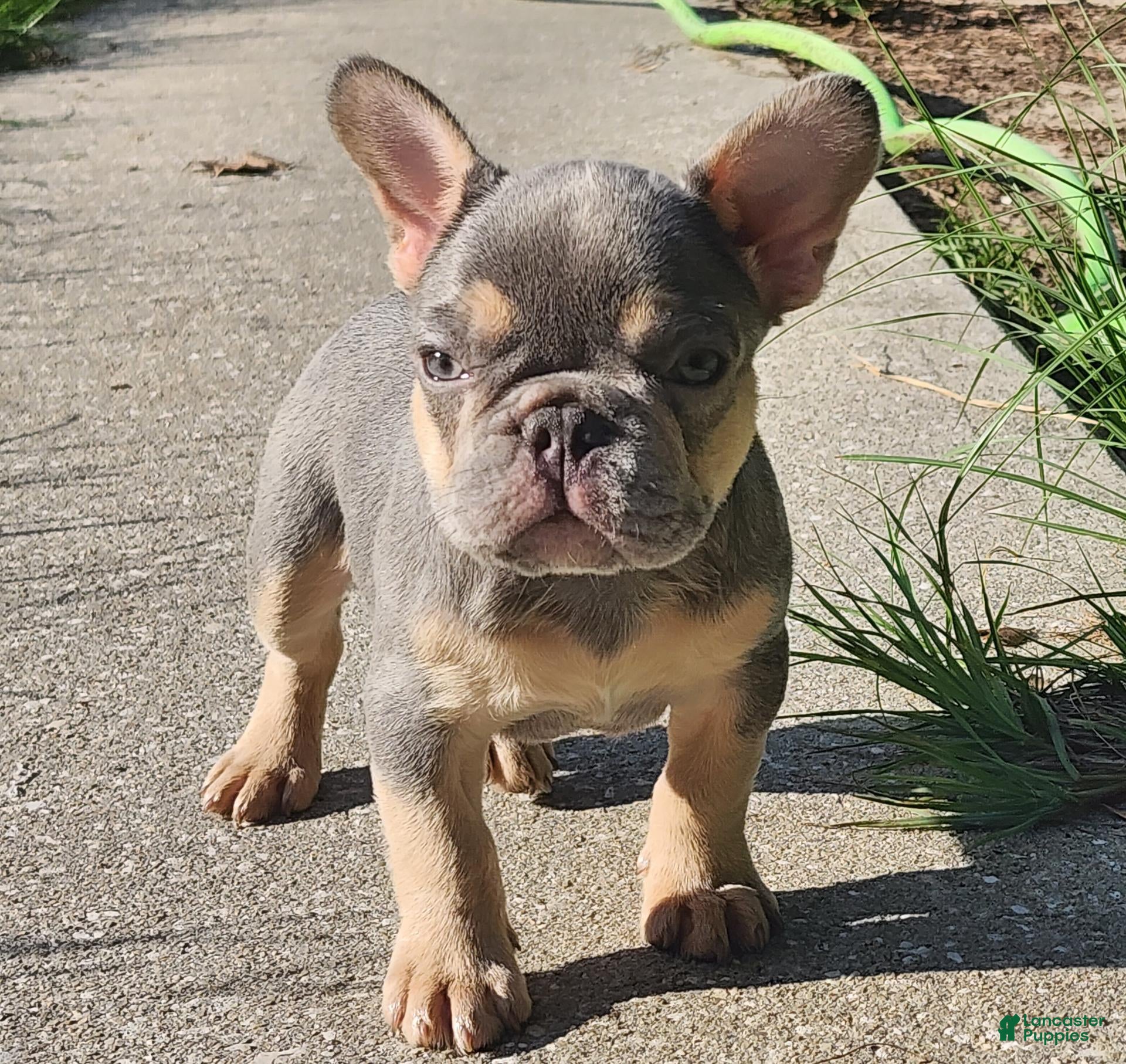 French Bulldog dogs French Bulldog 1 - Ad 1