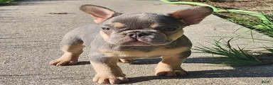 French Bulldog 1