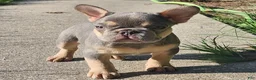 French Bulldog dogs for sale: French Bulldog 1 - Ad 1