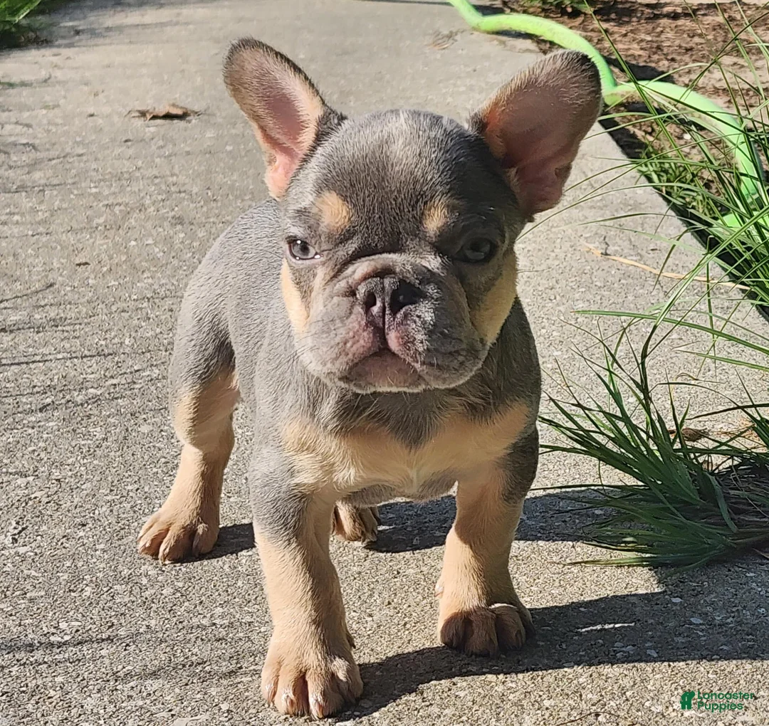 French Bulldog dogs for sale: French Bulldog 1 - Ad 1