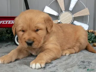 Golden Retriever dogs for sale: Connon - Ad 1