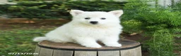 American Eskimo dogs for sale: Flora   - Ad 3