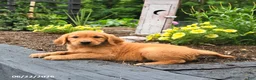 Golden Retriever dogs for sale: Ruby - Ad 3