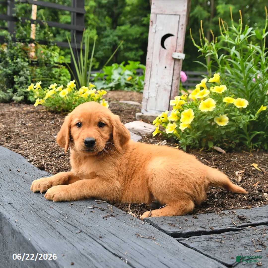 Golden Retriever dogs for sale: Ruby - Ad 3