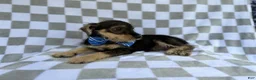 Miniature Schnauzer dogs for sale: Alex - Ad 3