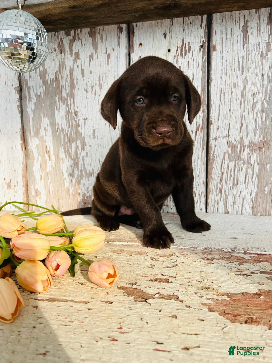 Labrador Retriever dogs for sale: Rover - Ad 4