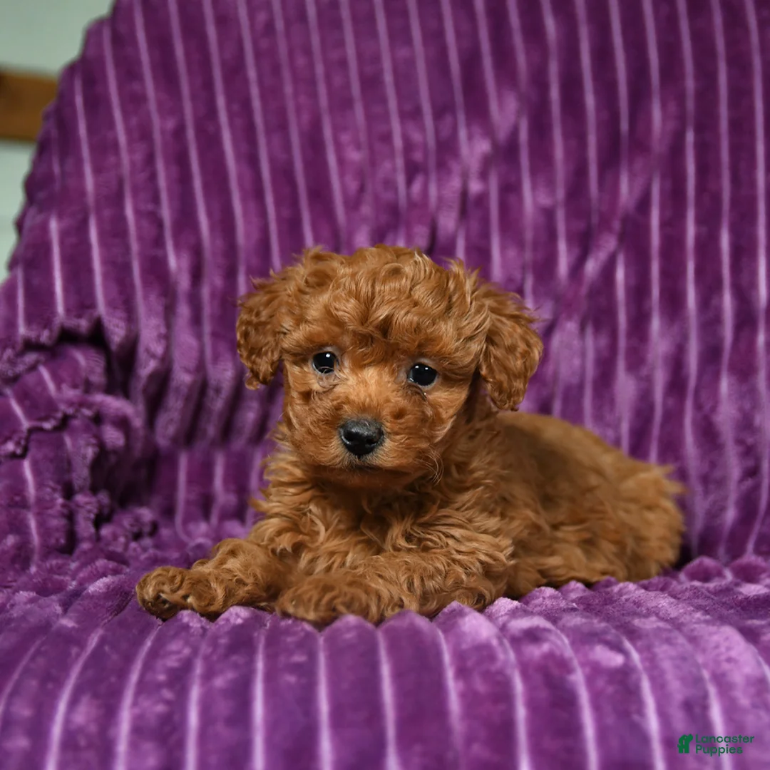 Miniature Poodle dogs for sale: Infinity - Ad 5