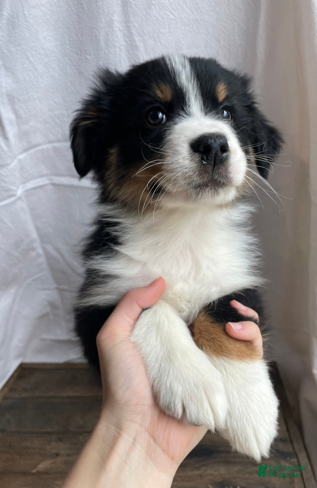 Australian Shepherd dogs for sale: Hero - Ad 2