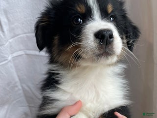 Australian Shepherd dogs Hero - Ad 29