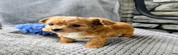 Chipoo dogs for sale: Benji - Ad 5