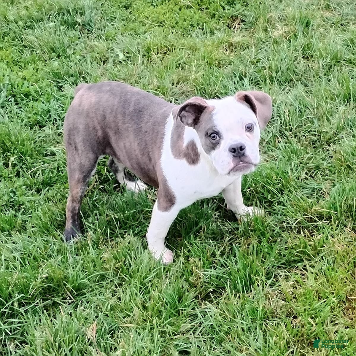 Mixed Breed dogs Blue Pedro - Ad 7