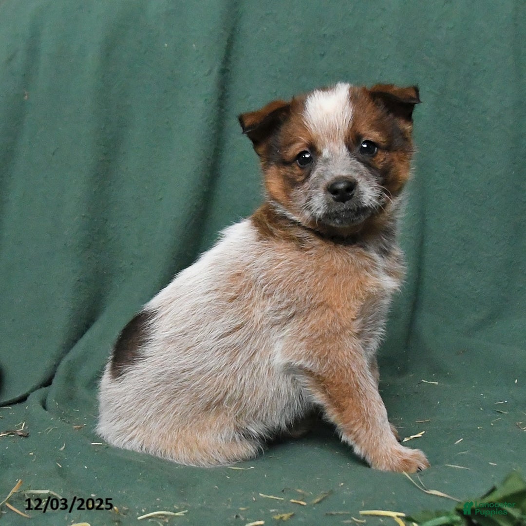 Australian Cattle Dog dogs for sale: Otto - Ad 3