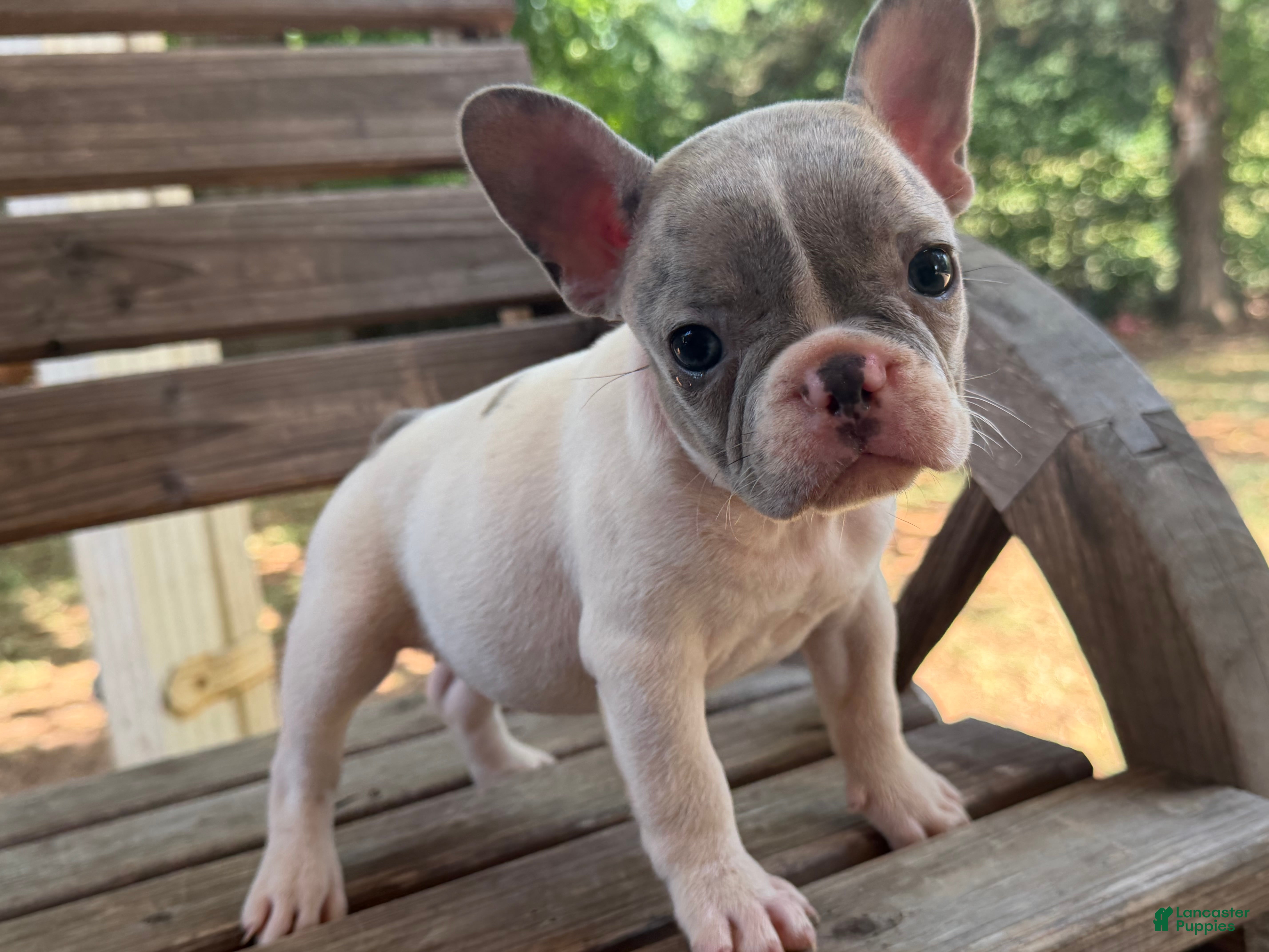 French Bulldog dogs Frances - Ad 41