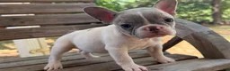 French Bulldog dogs for sale: Frances - Ad 2
