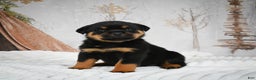 Rottweiler dogs for sale: Beretta - Ad 15
