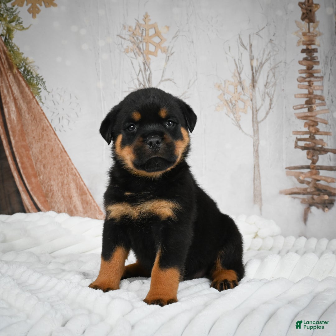 Rottweiler dogs for sale: Beretta - Ad 15