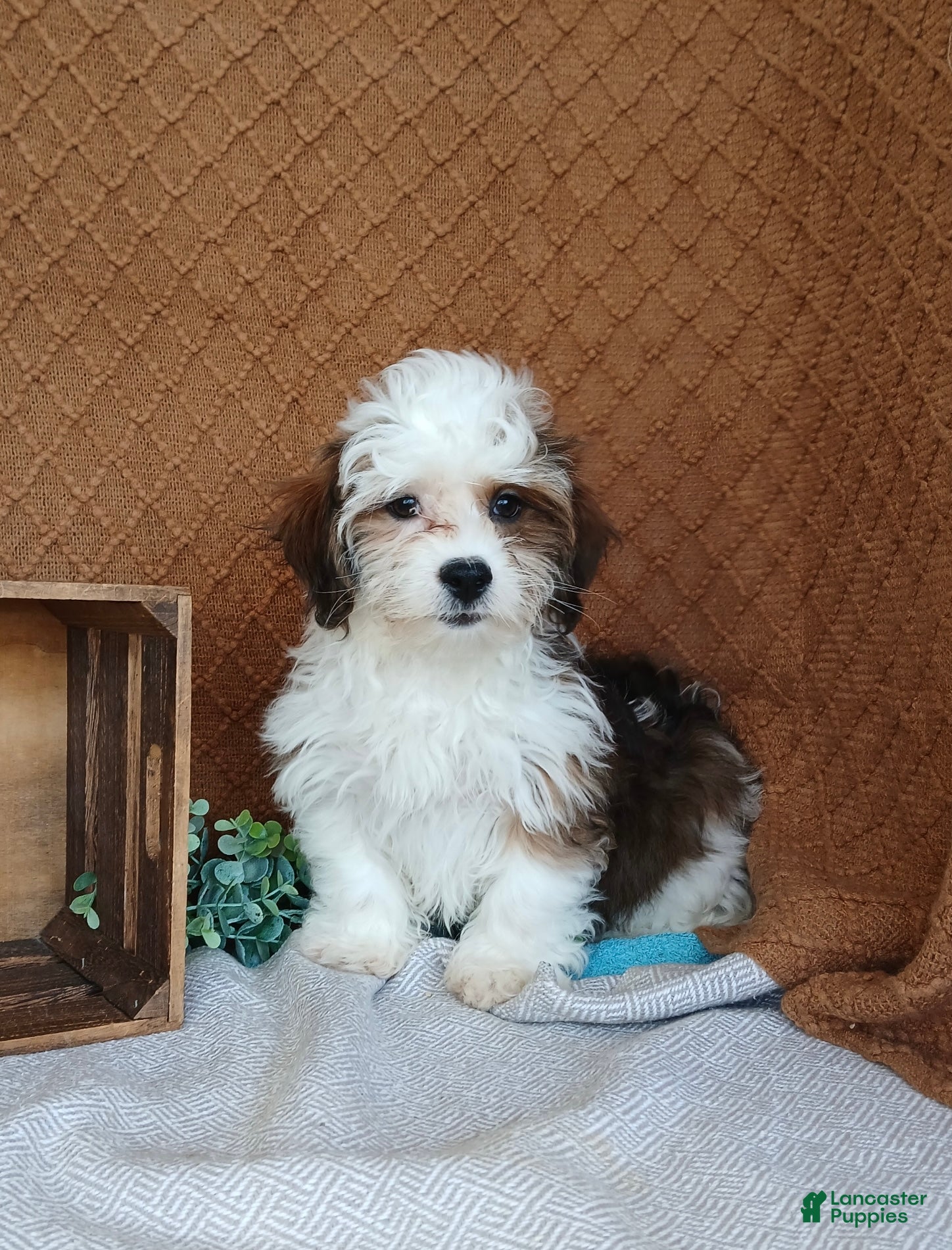 Havanese dogs Parker  - Ad 1