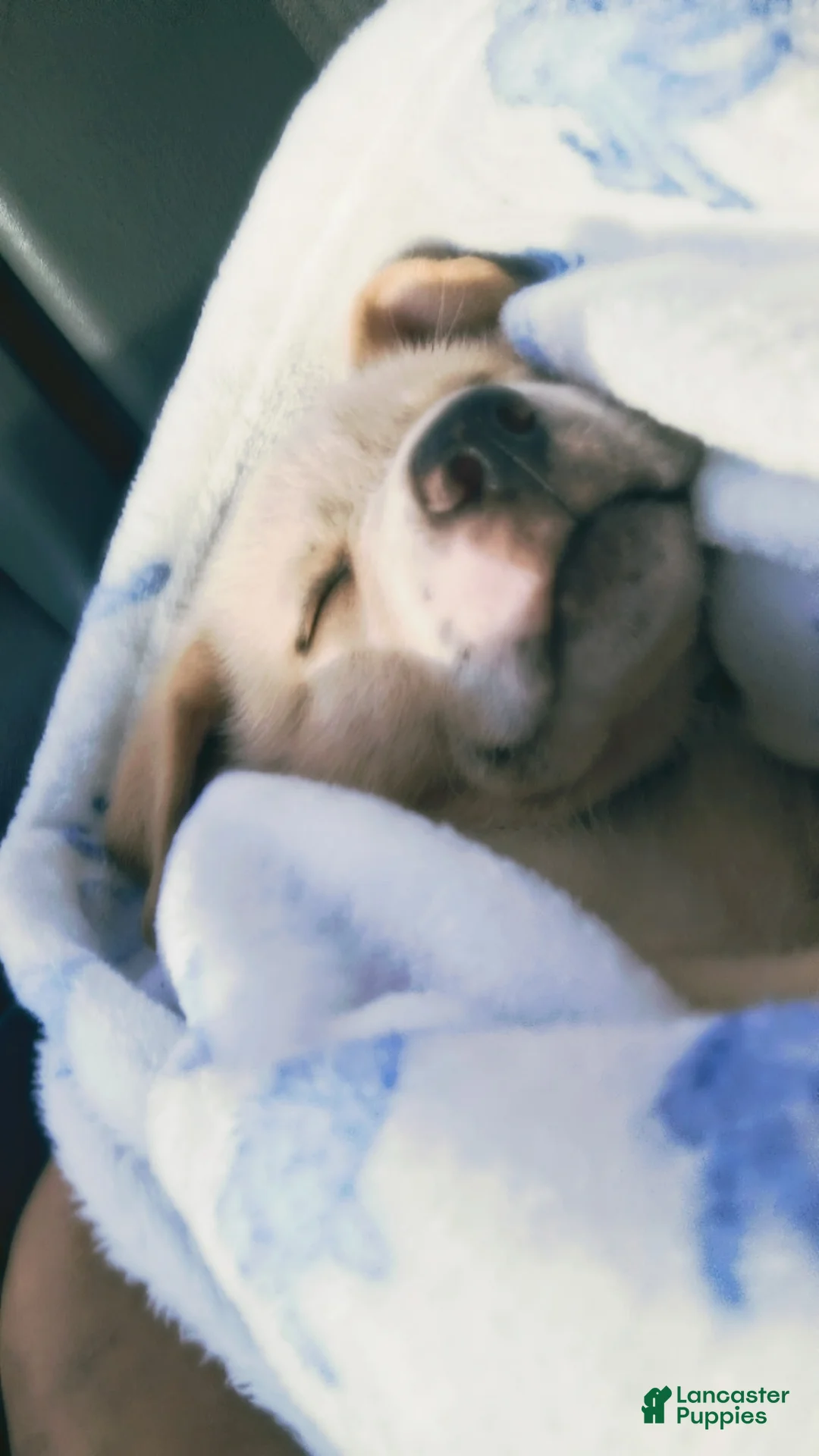 Mixed Breed dogs for sale: Mixed Breed Puppy 1 - Ad 2