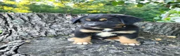 Mixed Breed dogs for sale: Oliver  - Ad 1