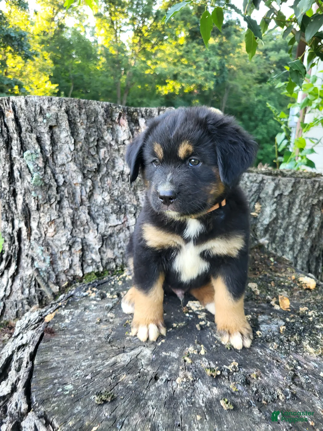 Mixed Breed dogs for sale: Oliver  - Ad 1