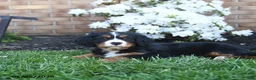 Miniature Bernese Mountain Dog dogs for sale: Dicky - Ad 4