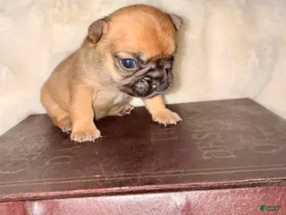 French Bulldog dogs French Bulldog Puppy 3 - Ad 13